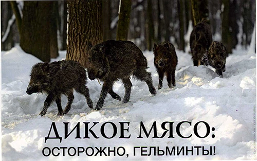 ДИКОЕ МЯСО: осторожно гельминты!