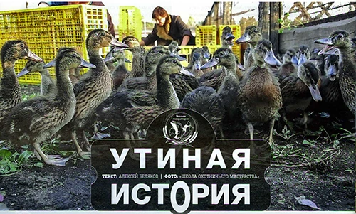 Утиная история