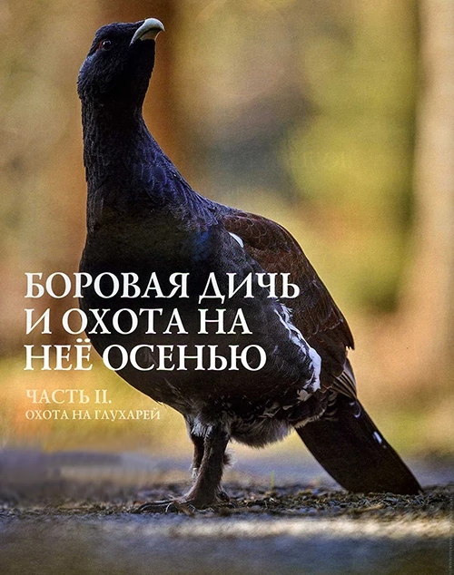 Боровая дичь и охота на нее осенью
