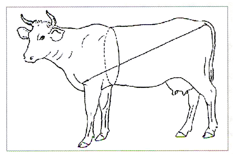 Краеугольный003-корова.jpg