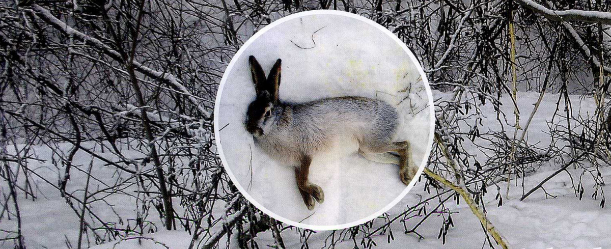 охота на зайца финляндия